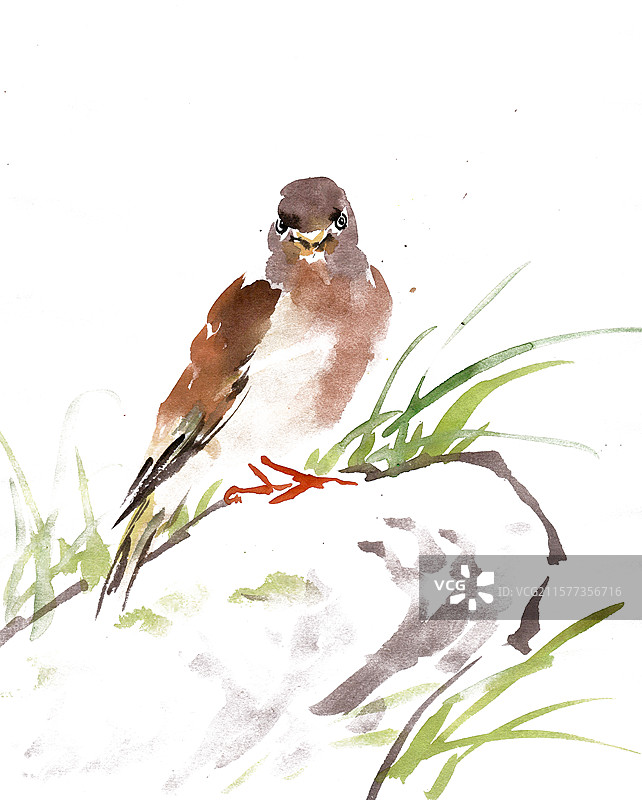 石头上的金翅雀图片素材