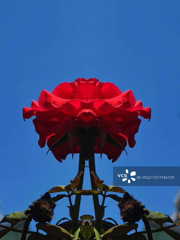 蓝天下盛开的月季花图片素材