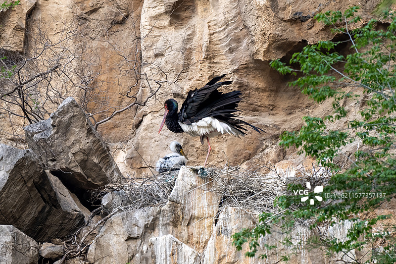 岩壁上的黑鹳育雏图片素材