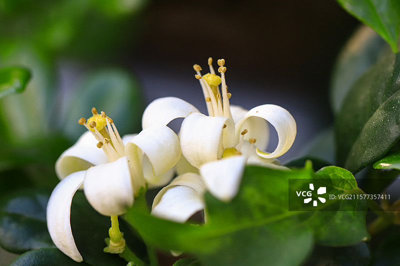 千里香图片素材