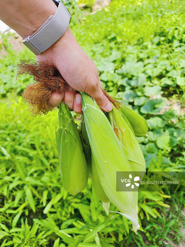 玉米，手里拎着刚刚从玉米杆上采摘下来的新鲜玉米图片素材