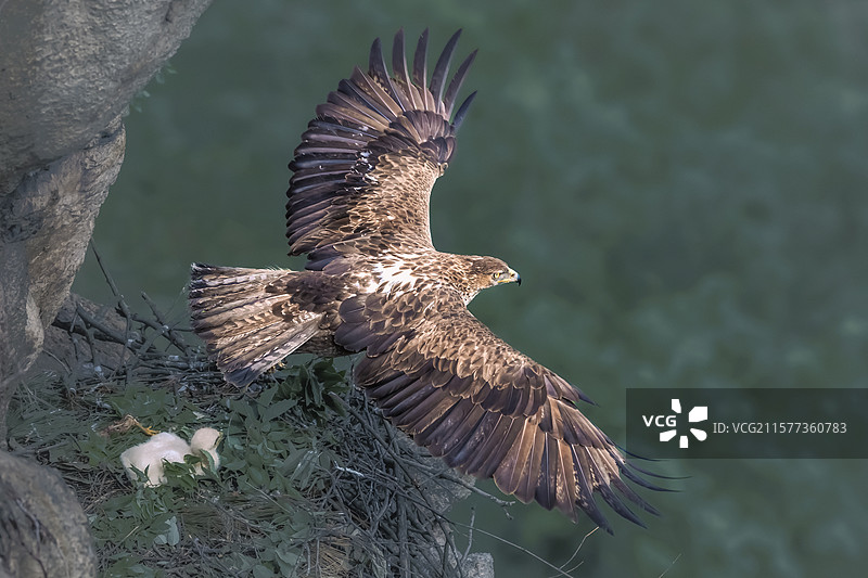 白腹隼雕----护雏之鹰再出征图片素材