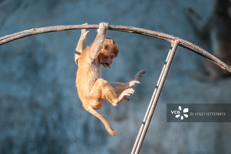 哈尔滨北方森林动物园——玩耍的小猴子图片素材