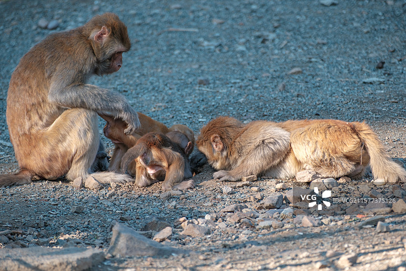 哈尔滨北方森林动物园——猴子家族图片素材