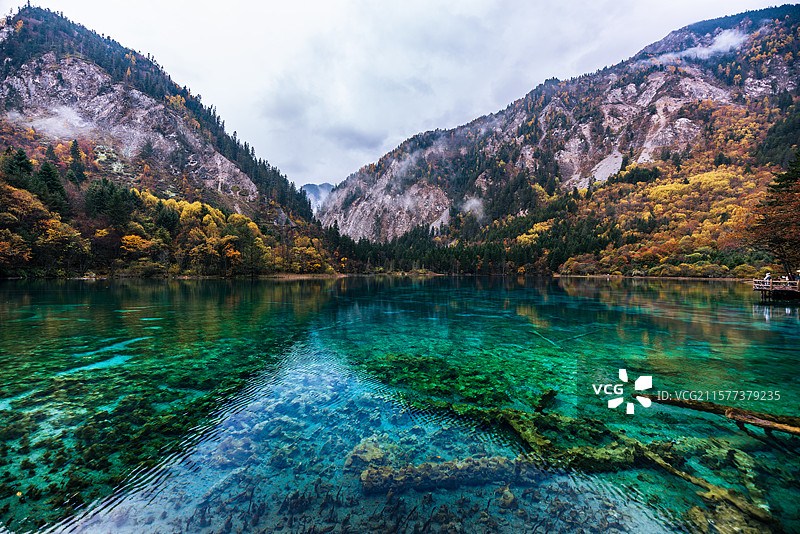 四川省阿坝州九寨沟风景区最美秋日彩林-熊猫海图片素材
