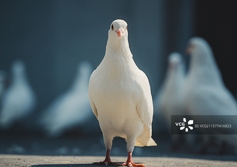 和平天使图片素材
