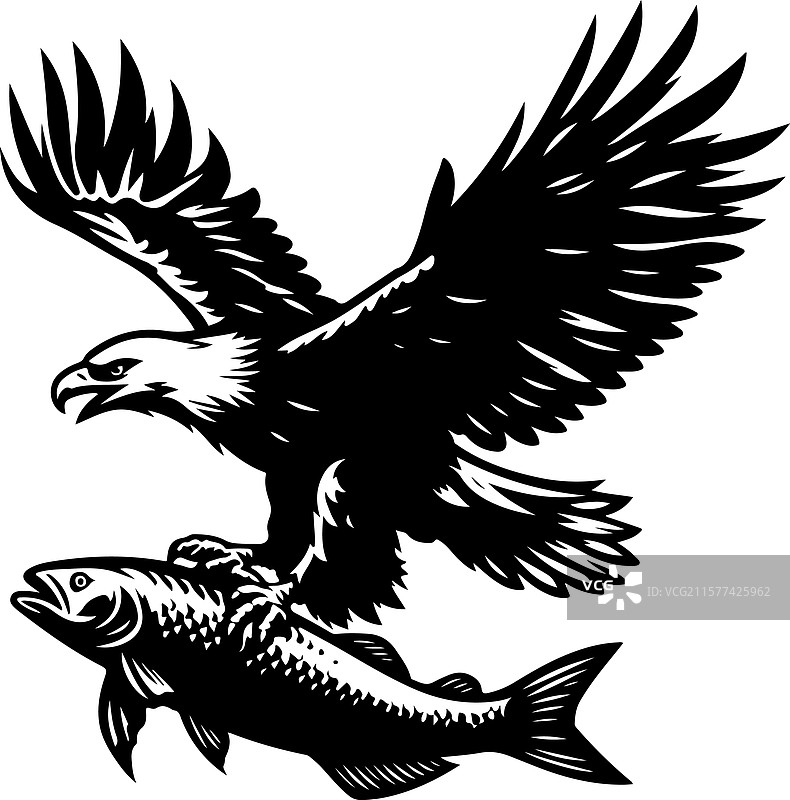 鹰俯冲捕鱼的剪影图片素材
