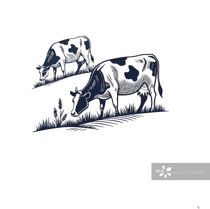 黑白两头牛在吃草图片素材