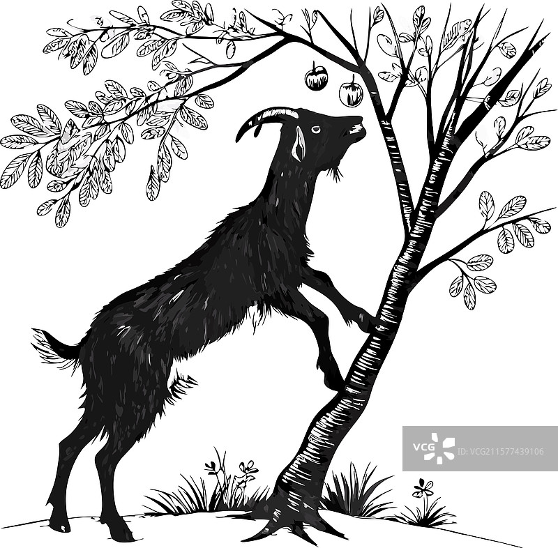 坚定的山羊正在接触禁果图片素材