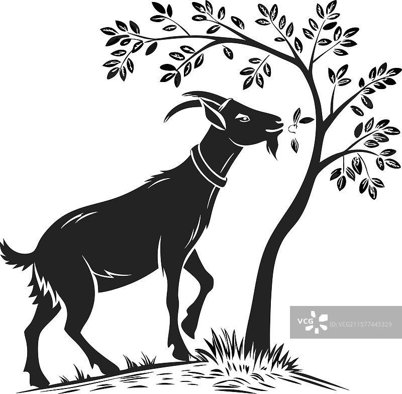 一只坚定的山羊伸手去摘树叶图片素材