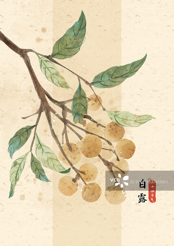 白露龙眼国风插画图片素材
