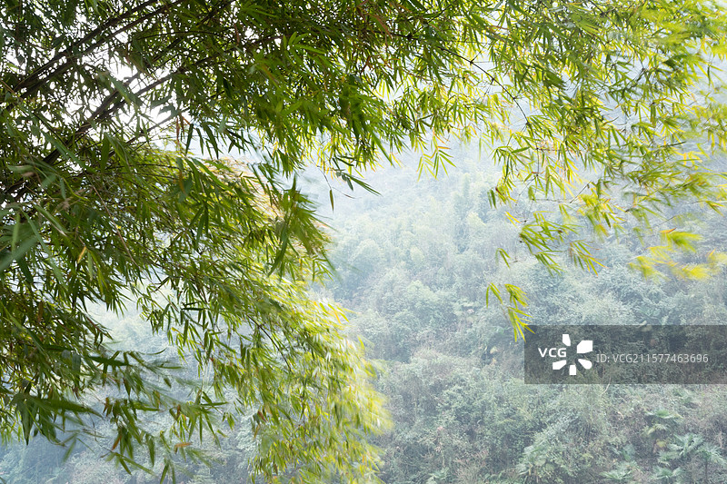 风吹竹林树枝，竹叶随风摇曳，绿色清凉幽静背景图片素材