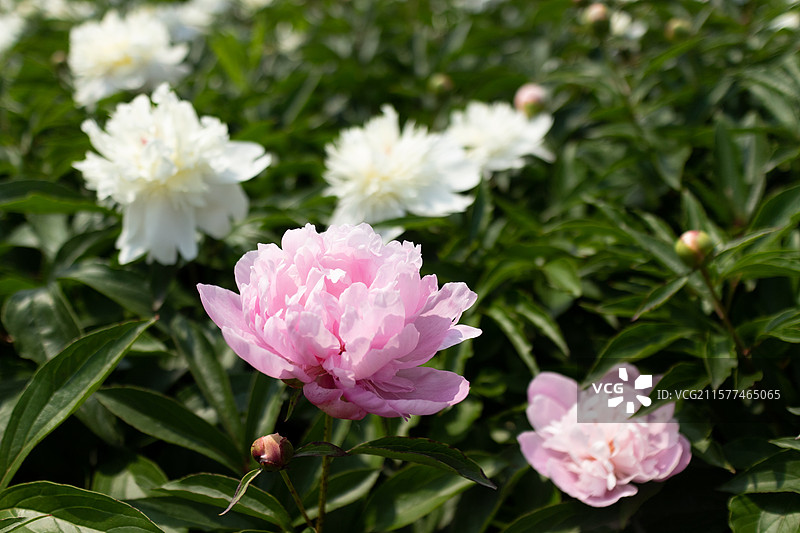 春季四月时节，盛开的芍药花，植物花卉特写图片素材