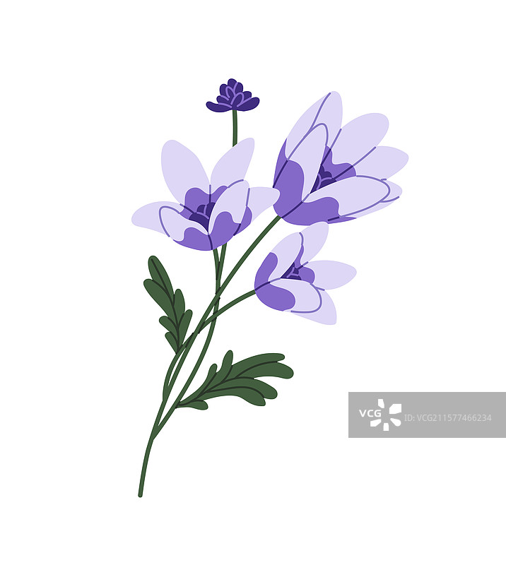 蓝铃花的可爱铃铛花分支图片素材