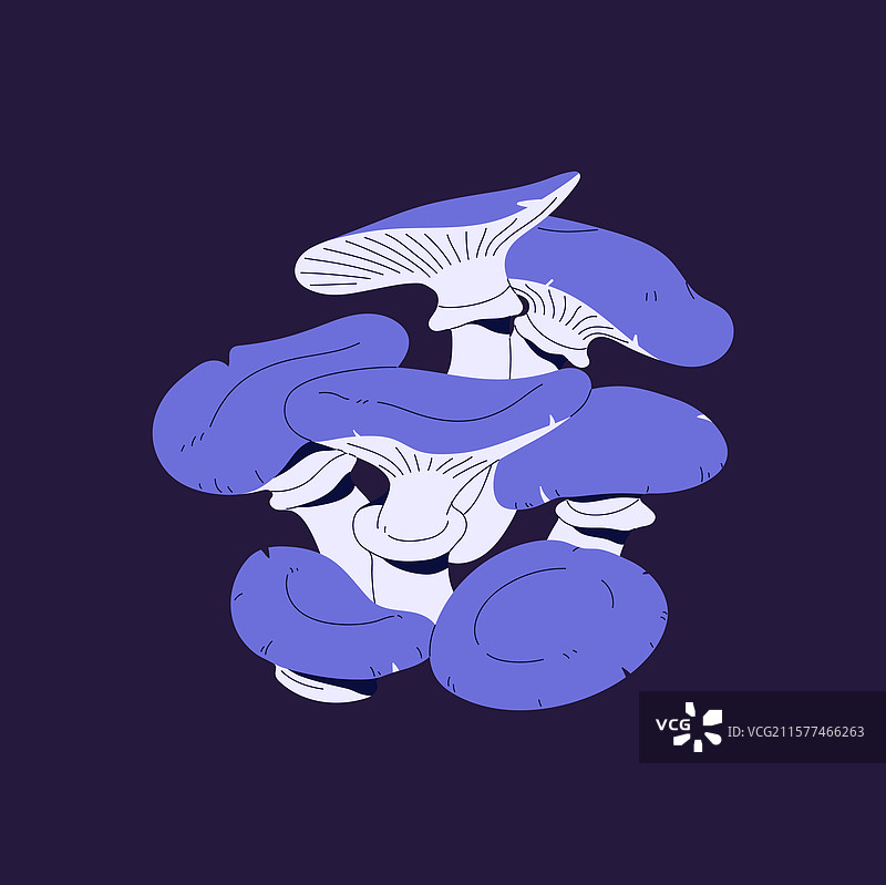 一群紫色帽子的森林不可食用蘑菇图片素材