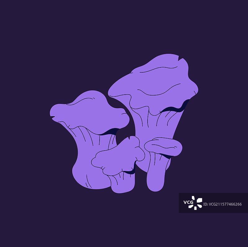 假紫色鸡油菌图标致幻性图片素材