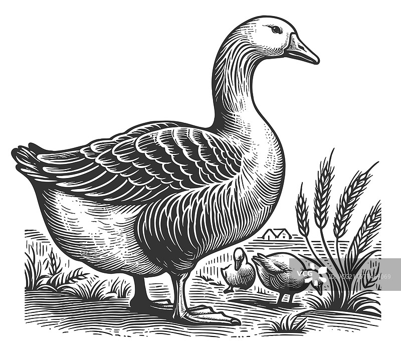 带着小鸭子的鹅图片素材