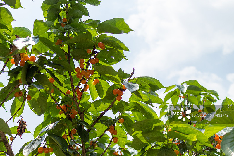 春季四月时节，果树上成熟的四川小樱桃，有机水果特写图片素材