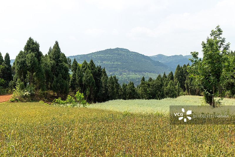 中国四川省德阳市中江县，春季四月时节，乡村田园风光，自然风景图片素材