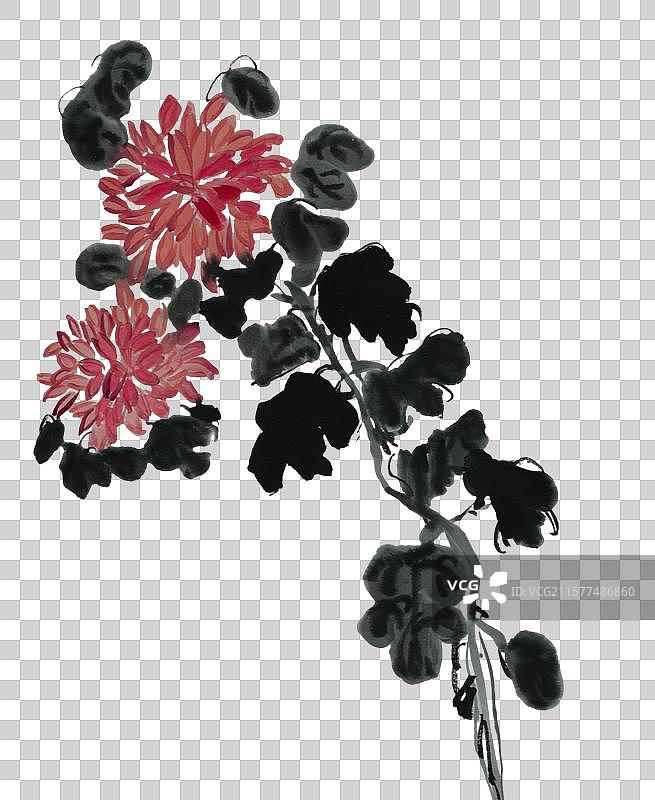 菊花 立秋 秋分 秋天 节气 陶渊明 中国风 手绘 中国画 设计 元素 点缀图片素材