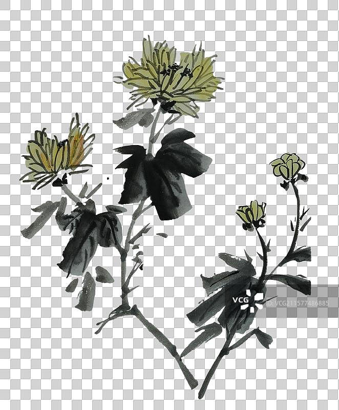 菊花 立秋 秋分 秋天 节气 陶渊明 中国风 手绘 中国画 设计 元素 点缀图片素材
