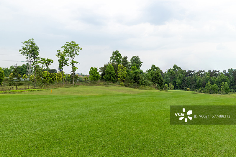 夏天的高尔夫球场草坪，公园绿色草地，自然风景图片素材