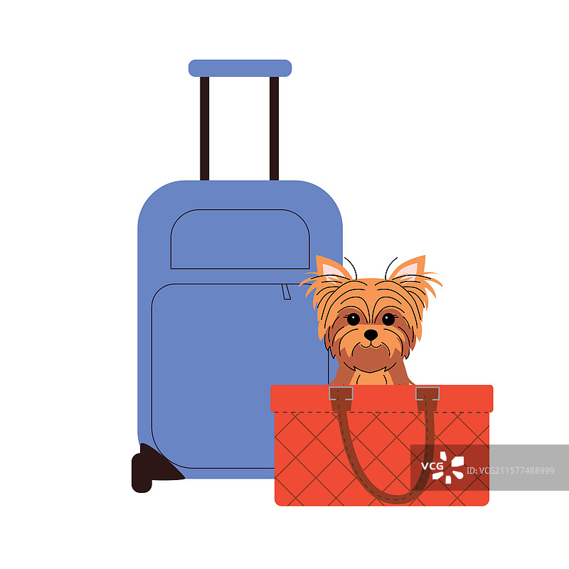 可爱的约克夏犬坐在红色旅行箱上图片素材