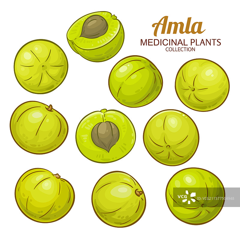 详细的彩色印度醋栗果实图片素材