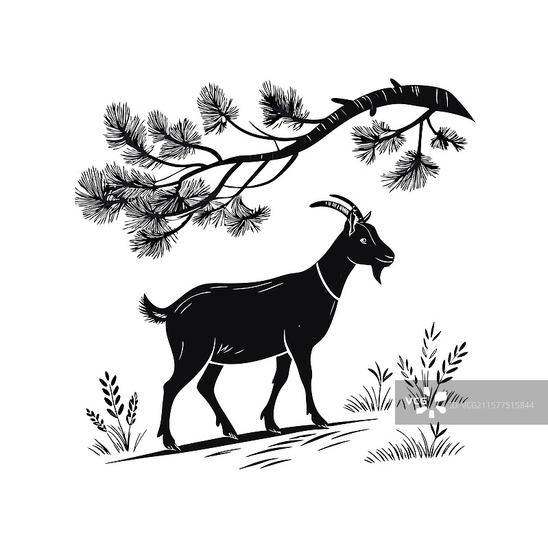 一只山羊在橡树的树枝下走。图片素材