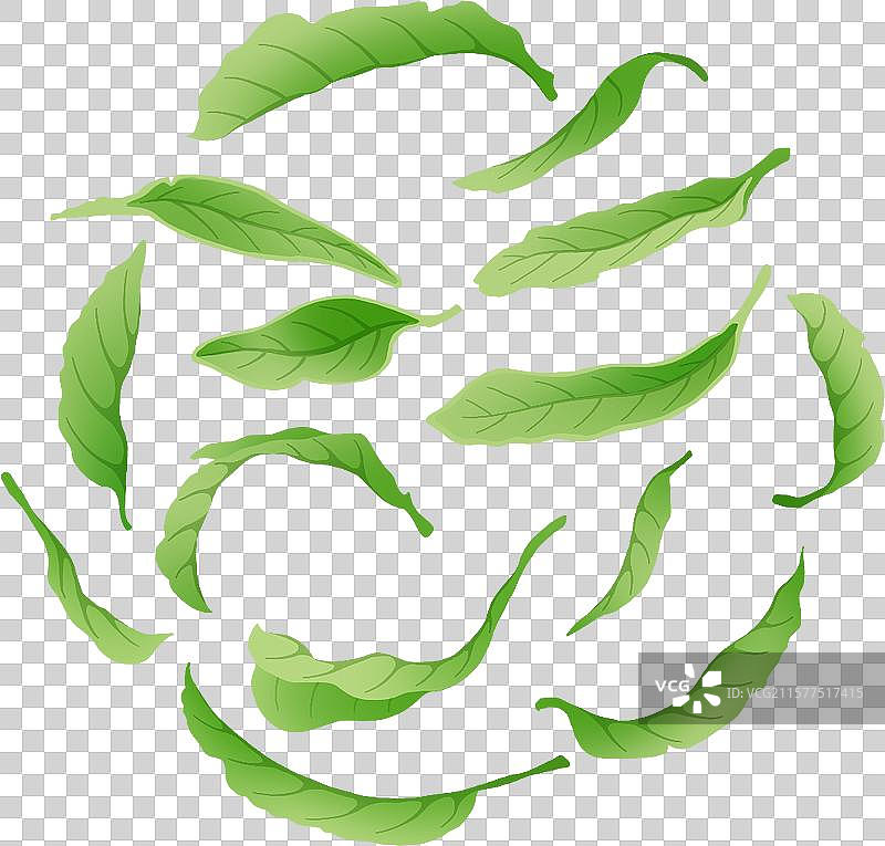 手绘插画-植物-叶子-茶叶E-免抠元素图片素材