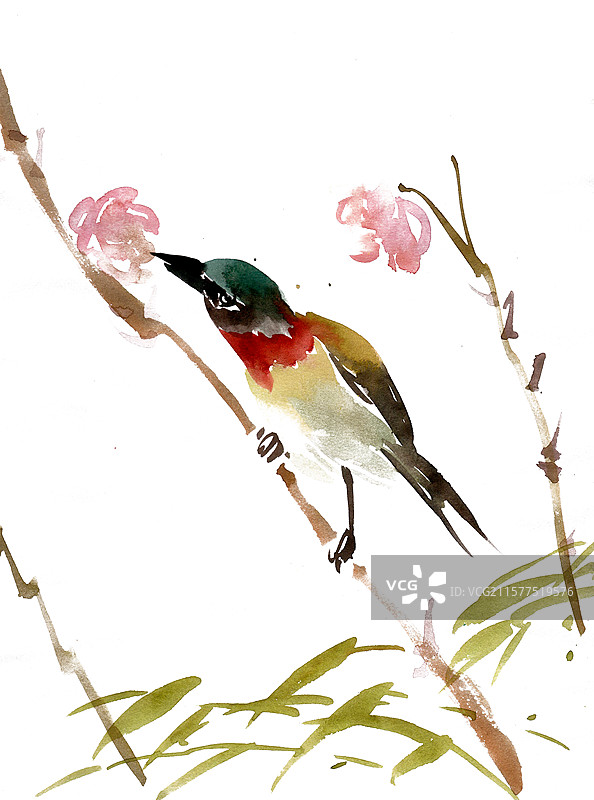 树枝上的叉尾太阳鸟图片素材