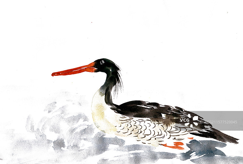 中华秋沙鸭图片素材