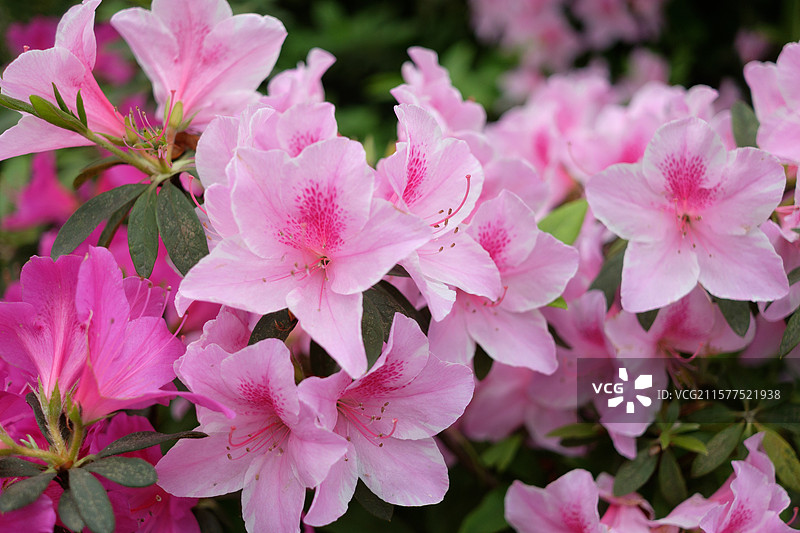 春季四月时节，盛开的粉色映山红杜鹃花，植物花卉特写图片素材