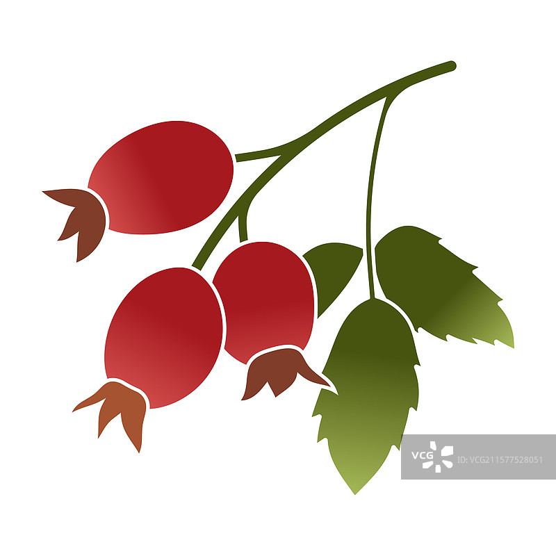 手绘的彩色玫瑰果与浆果插图图片素材