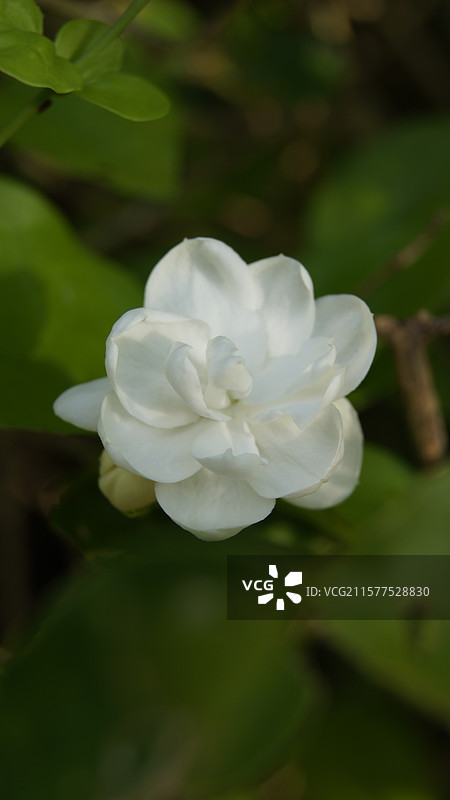 茉莉花图片素材