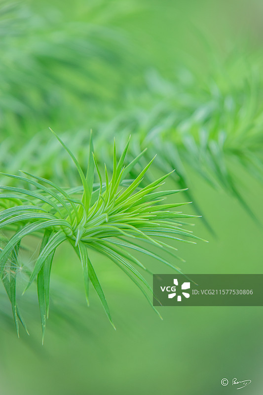 绿色自然植物治愈养眼摄影壁纸图片素材