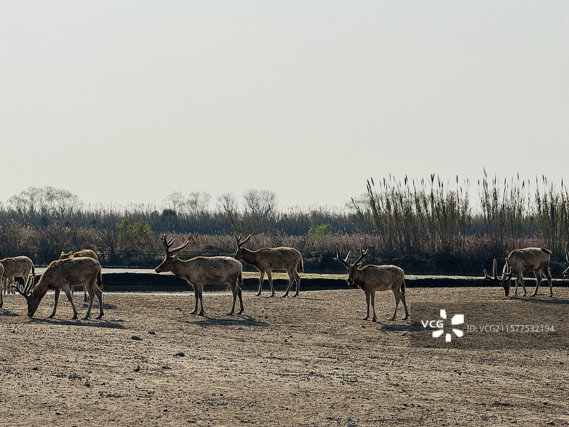 杭州湾湿地公园成群麋鹿图片素材