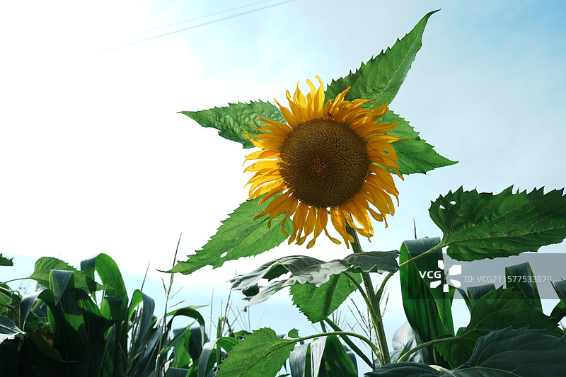 云南田地里的向日葵图片素材