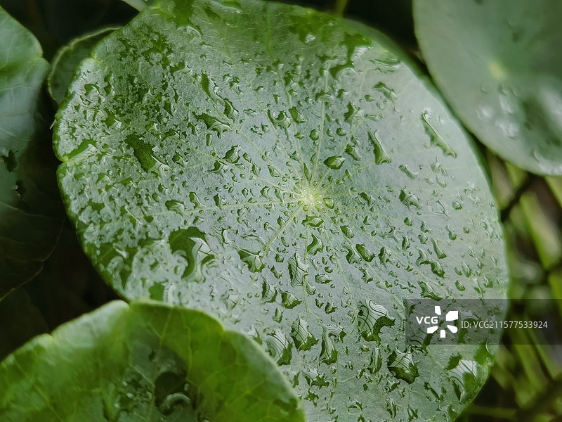 带雨珠的叶子图片素材