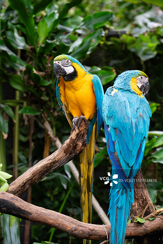 蓝黄金刚鹦鹉 琉璃金刚鹦鹉 大型攀禽 鸟类 自然 特写 动物园 长隆野生动物世界 广州图片素材
