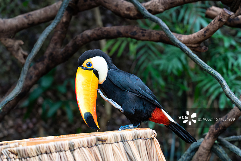 巨嘴鸟 鵎鵼 托哥巨嘴鸟 鞭苔鹅鹤 巨嘴鸟科 巨嘴鸟属 自然 特写 动物园 长隆野生动物世界 广州图片素材
