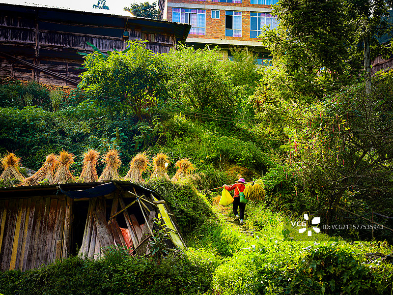 加榜梯田田间挑夫图片素材