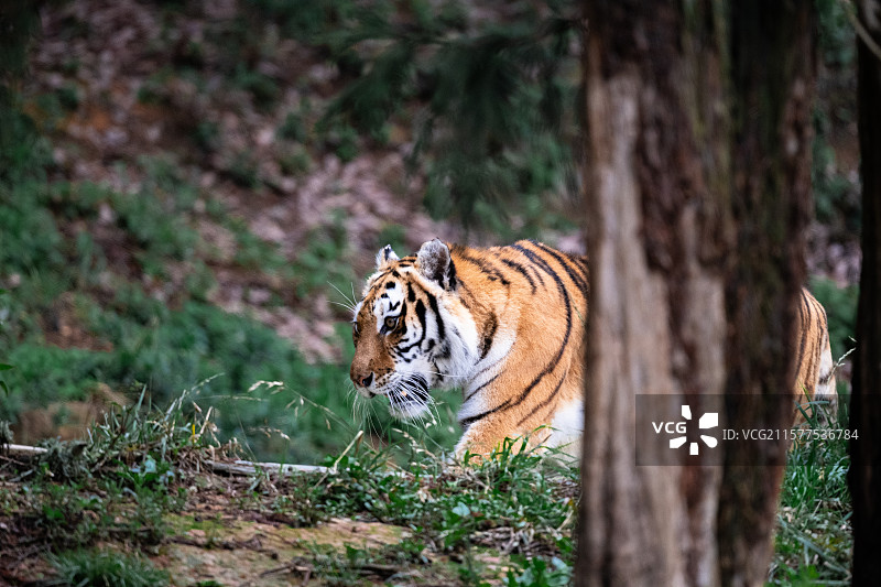 孟加拉虎图片素材