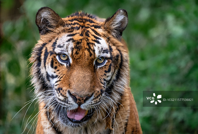 孟加拉虎图片素材