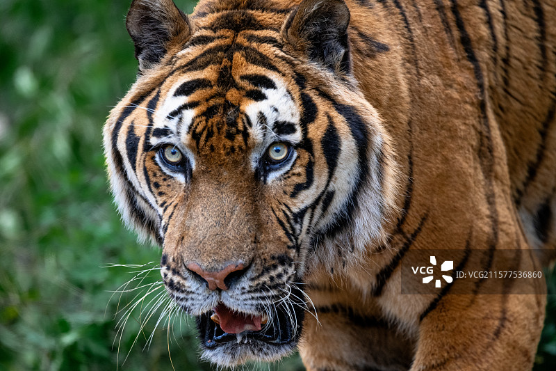 孟加拉虎图片素材