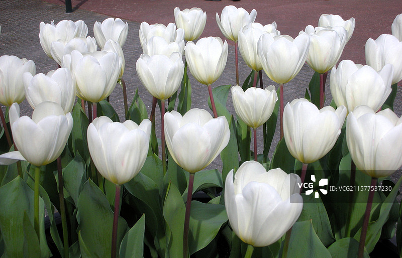 荷兰库肯霍夫公园白色重瓣郁金香雪山公主特写图片素材