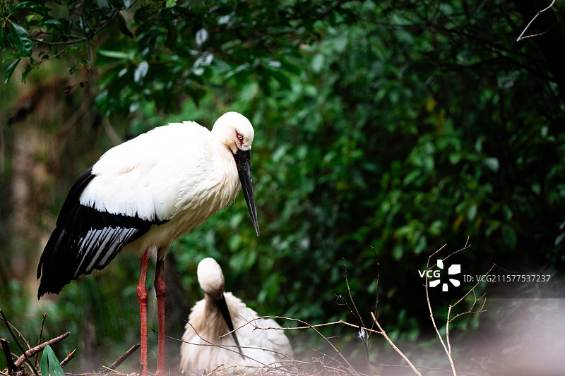 白鹳图片素材