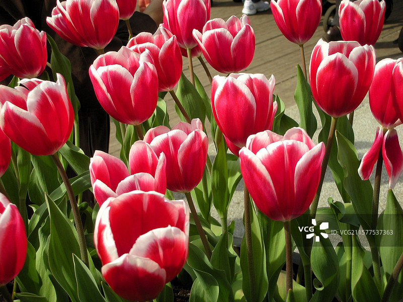 荷兰库肯霍夫公园红白镶边郁金香红妆素裹特写图片素材