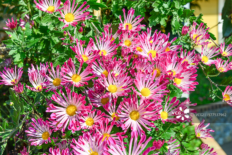 菊花植物图片素材