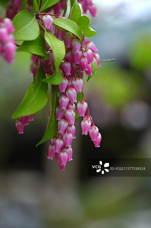 日本镰仓长谷寺的春天图片素材